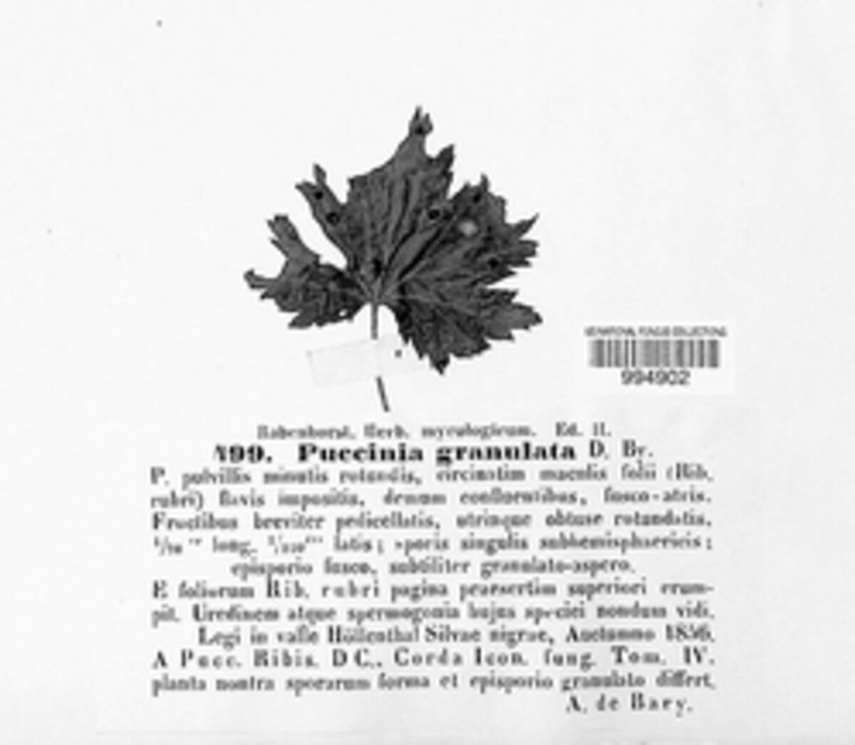Puccinia granulata image